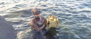 tartaruga